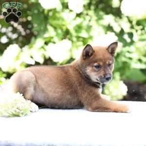 Brynn, Shiba Inu Puppy